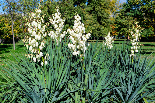 Many delicate white flowers of Yucca filamentosa plant, commonly known as Adam\