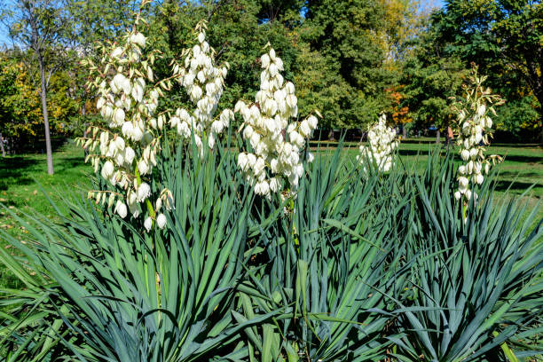 muitas delicadas flores brancas da planta yucca filamentosa, comumente conhecida como agulha e linha de adam"u2019s, em um jardim em um dia ensolarado de verão, belo fundo floral ao ar livre - yucca - fotografias e filmes do acervo