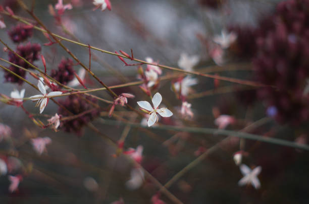 istock Floral dark background. Light flowers on a dark background 1349126523