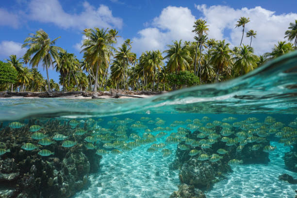 istock Tropical seascape fish underwater and palm trees 1349126541