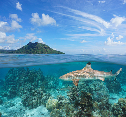 Tropical seascape, island with blacktip reef shark underwater, split view over and under water surface, French Polynesia, Huahine, Pacific ocean, Oceania