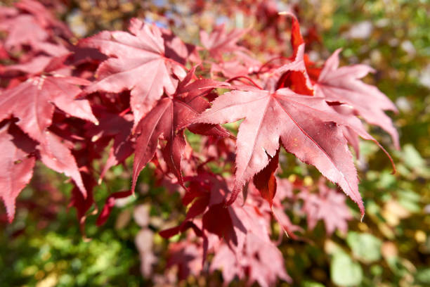 istock close up of red maple leaves 1349126797