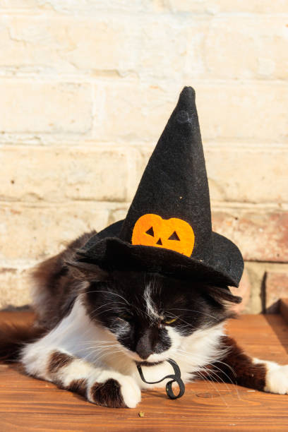 istock Beautiful cat wearing witch hat for halloween 1349126806