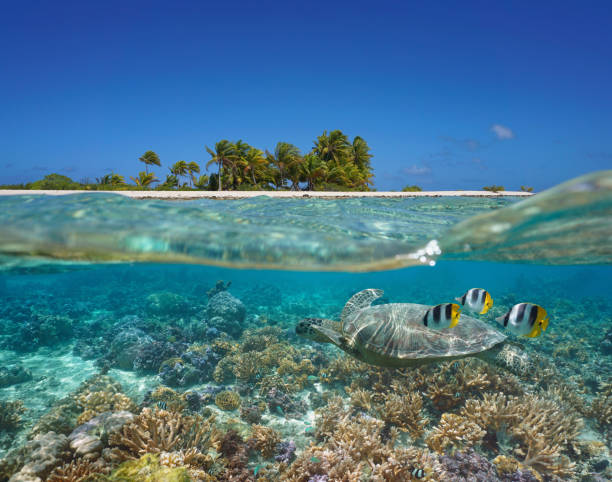 熱帯の海景海岸線サンゴ礁とカメ - water surface standing water waters edge water ストックフォトと画像