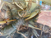 lebende-blaue-krebsgarnelen-in-aquarium-glaskasten-oder-aquarium.jpg?b=1&s=170x170&k=20&c=wypWn3O9iBGs4Ho206y_R4_CmtKw2bzdmadsiF2oMhg=