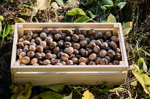 Just picked walnuts still in their shells placed in a crate on walnut tree leaves