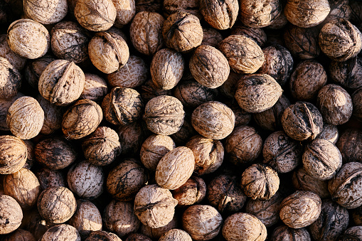 Just picked walnuts still in their shells placed in a crate on walnut tree leaves