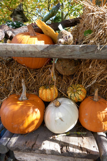 istock close up of pumpkins in different colors and sizes 1349128109