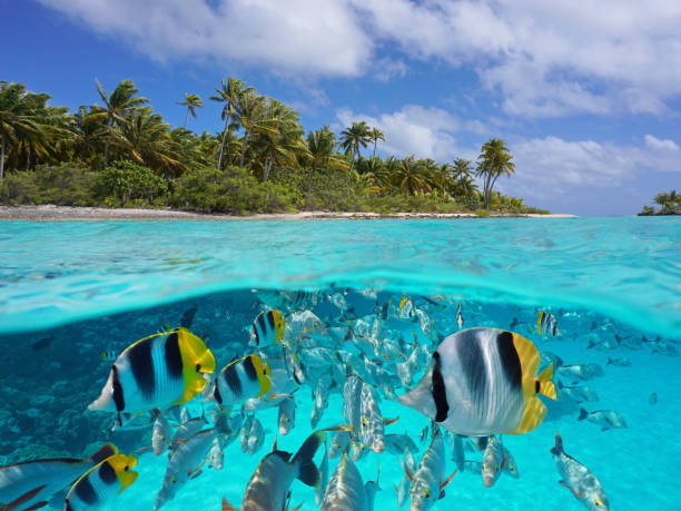 istock Tropical seascape over under water island and fish 1349128342