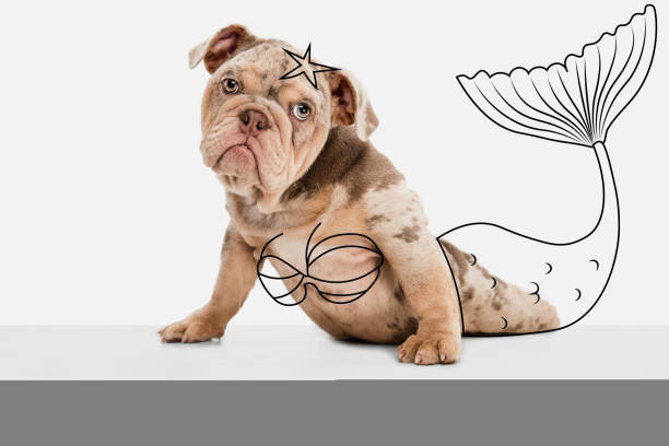 Contemporary artwork. One cute dog, Bulldog looking at camera isolated on white studio background with drawings.