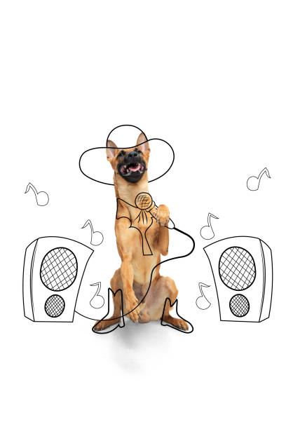 Artwork. One cute breed dog in image of pop singer isolated on white studio background with drawings.