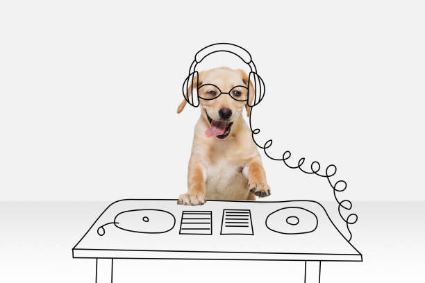 Artwork. One cute breed dog in image of disco dj isolated on white studio background with drawings. Mix photo and illustration. Concept of modern art, design, line art. Animal in human life.