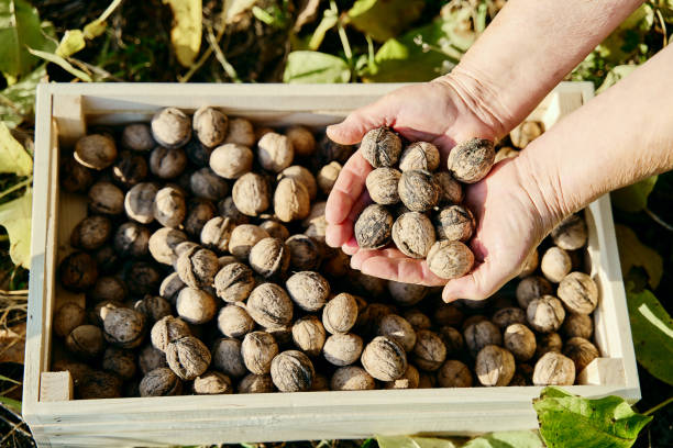 nuts in hands on a background of nuts