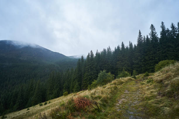 istock Fog in the mountains landscape. Coniferous forest. 1349128624