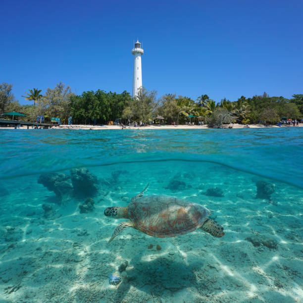 istock Turtle underwater with coastline and lighthouse 1349128651