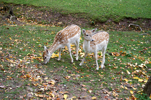 close up of beautiful young deer in autumn