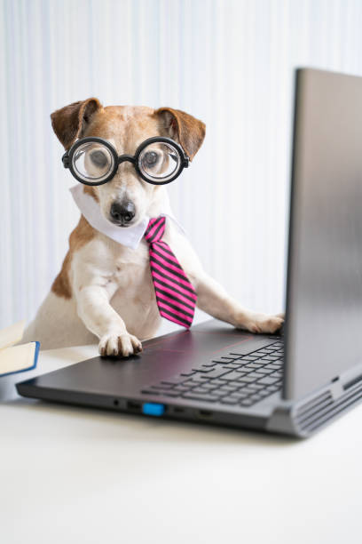 istock Smart dog office worker using laptop at work desk online consultation conference 1349130035