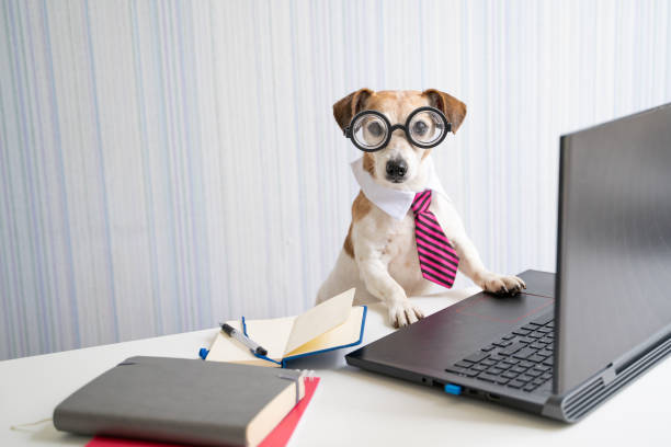 Adorable Boss nerd dog working on remote project online conference. Adorable Boss nerd dog working on remote project online conference. Using computer laptop. Pet wearing glasses and tie. Freelancer work from home office Social distancing lifestyle. Looking at camera pet clothing stock pictures, royalty-free photos & images