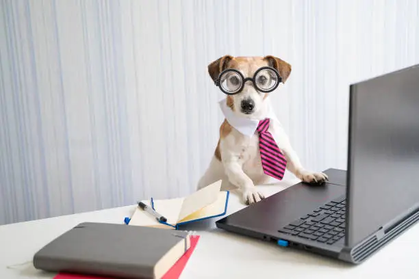 Photo of Adorable Boss nerd dog working on remote project online conference.