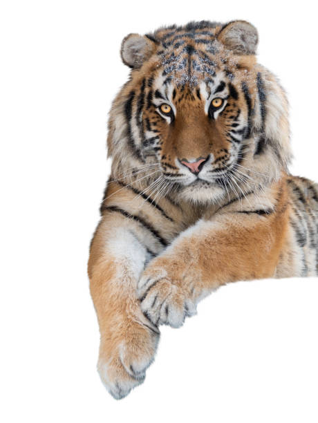 istock new year template with tiger symbol isolated on white background 1349133081