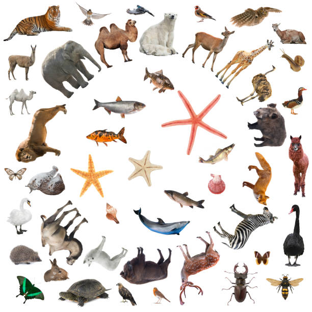 istock collage of animals isolated on white background 1349133082