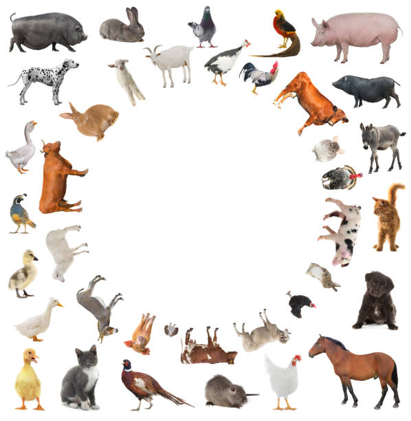 istock collage of farm animals isolated on white background 1349133083