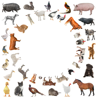 collage of farm animals isolated on white background