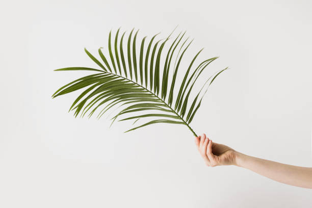 istock Hand holds a palm branch on a white background. 1349133514