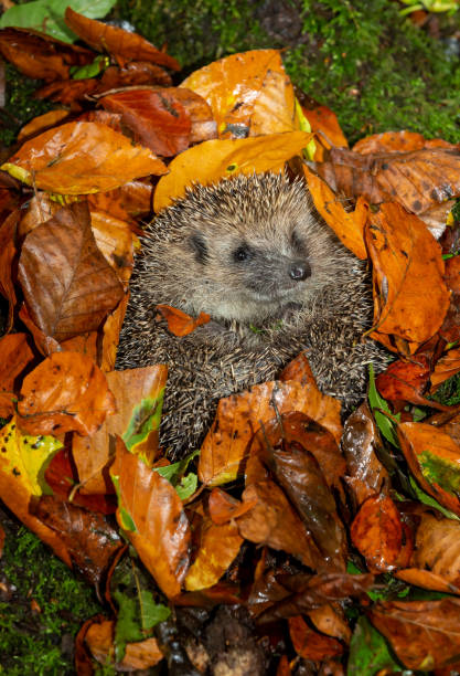 istock Portrait of a wild hedgehog waking up from hibernation, facing forward. 1349133612