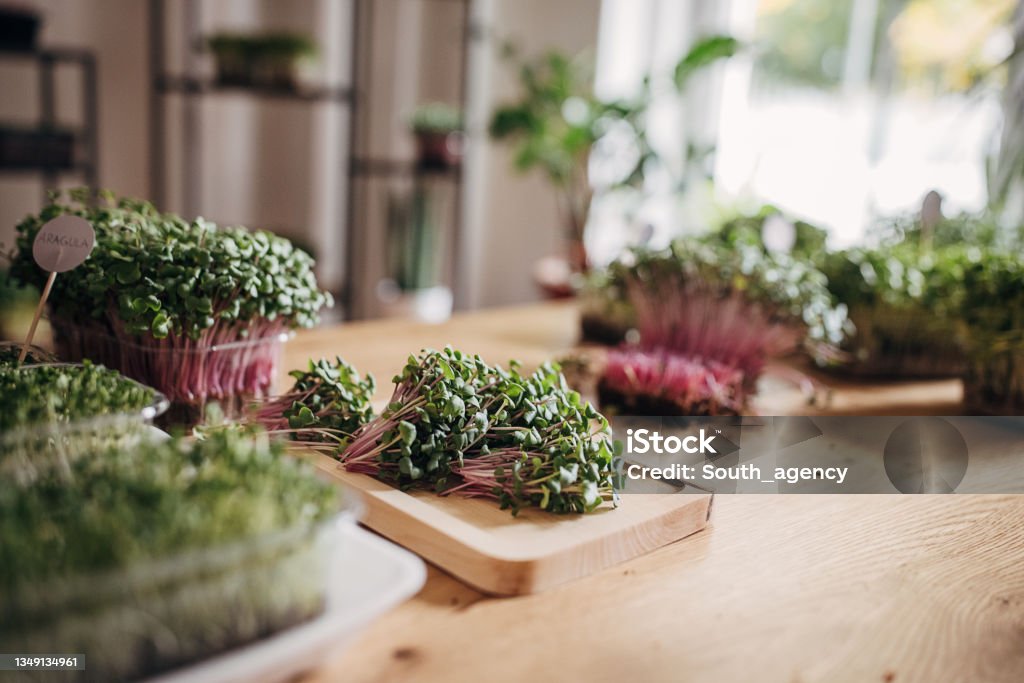 Micro green sprouts Micro green pea sprouts on wooden table. Microgreen Stock Photo
