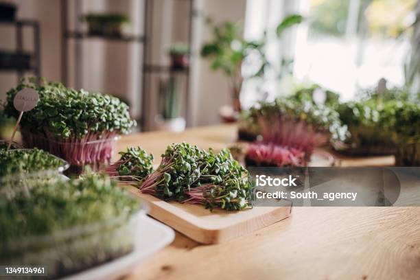 Micro Green Sprouts Stock Photo - Download Image Now - Microgreen, Seedling, Radish