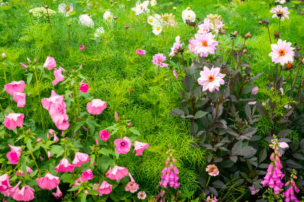 Flowerbed with white and pink flowers