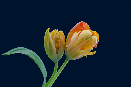 isolated yellow green red tulip blossom pair minimalistic macro on dark blue background,with stem and green leaves
