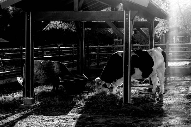 Cows eating in a farm with sunset light. Bw version.