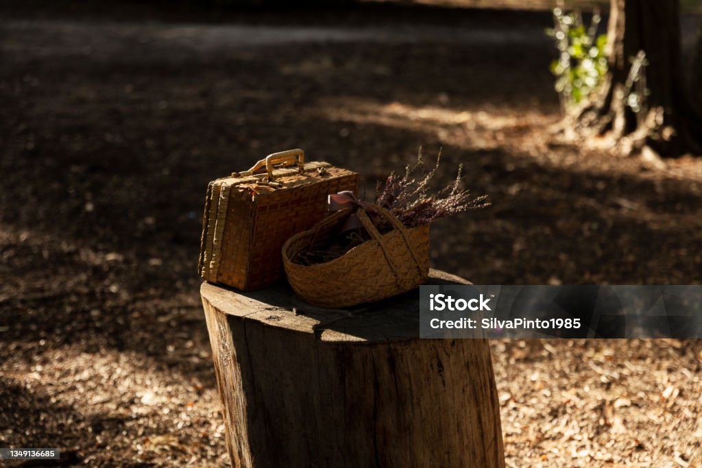 Suitcase and wooden basket on top of trunk in the forest. image depicting a picnic. Autumn Stock Photo