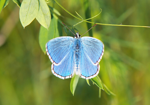 Adonis blue butterfly, Polyommatus bellargus