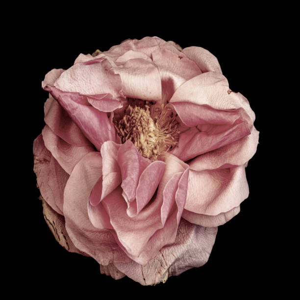 macro surréaliste de fleurs de rose rose pastel, fleur isolée unique vieillie, fond noir - vanitas photos et images de collection