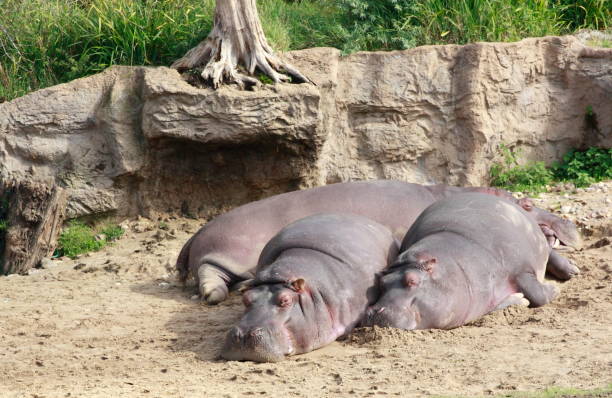 istock Hippo family sunbathing by the river 1349140401