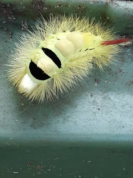 caterpillar of the calliteara pudibunda moth - rups van de meriansborstel stockfoto's en -beelden