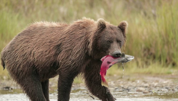 brown bear (ursus arctos) also known as  grizzly bears catching salmon - pink salmon imagens e fotografias de stock