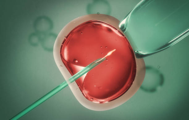 concepto de inseminación artificial o tratamiento de fertilidad. - conjugation fotografías e imágenes de stock