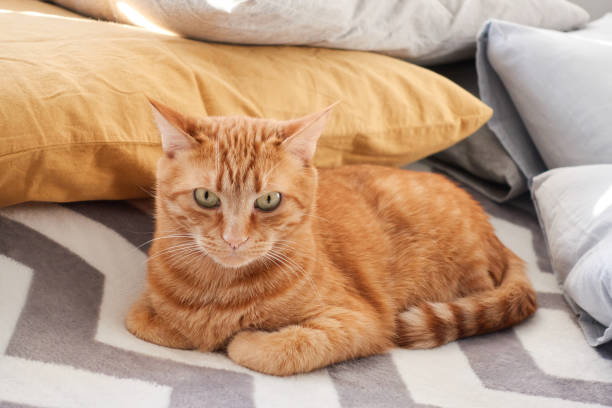 istock Domestic tabby cat closeup portrait on fluffy blanket background 1349142245