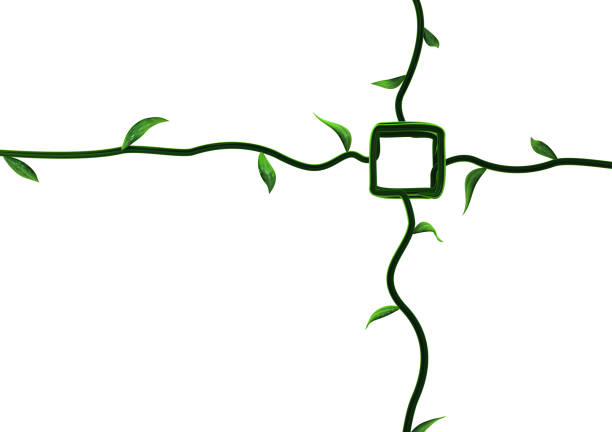 Plant vines green growing target square, 3d illustration, horizontal, isolated, over white