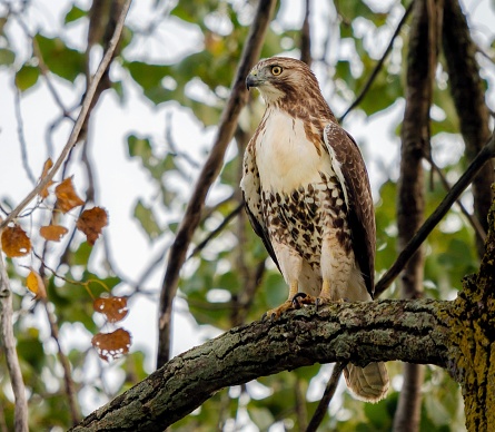 Red-tailed Hawk in a tree camouflaged by autumn foliage