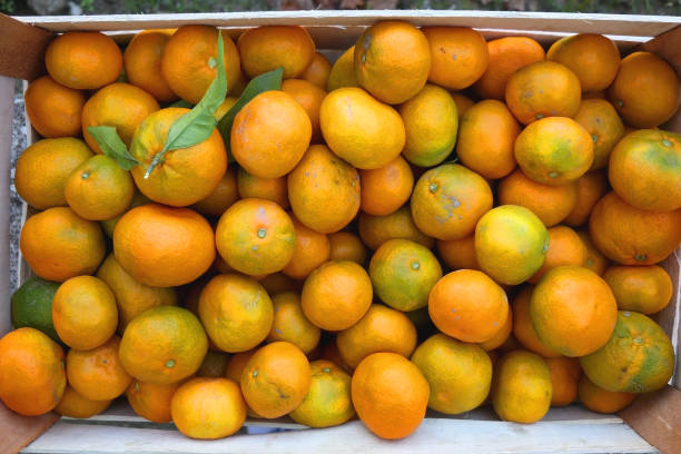 istock Crate of Tangerines 1349146683