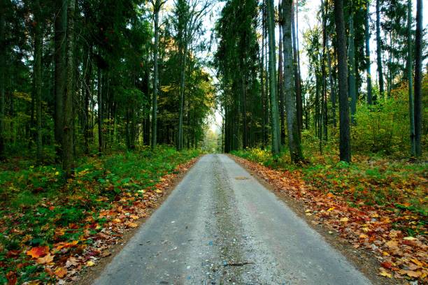 istock Forest road view on an autumn afternoon 1349149176