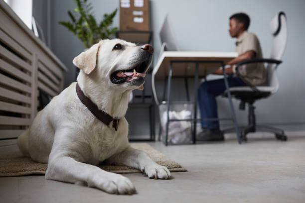 istock Dog Lying on Floor in Office 1349150537