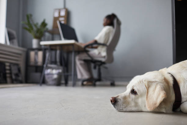 istock White Dog Waiting in Office 1349150541