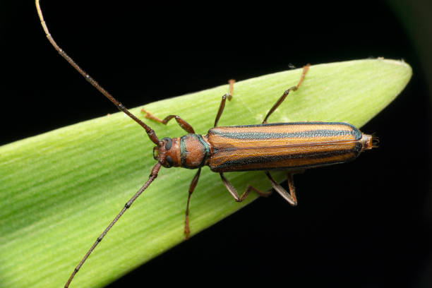 istock Long horn beetle on leaf with black background, Satara, Maharashtra, India 1349150665