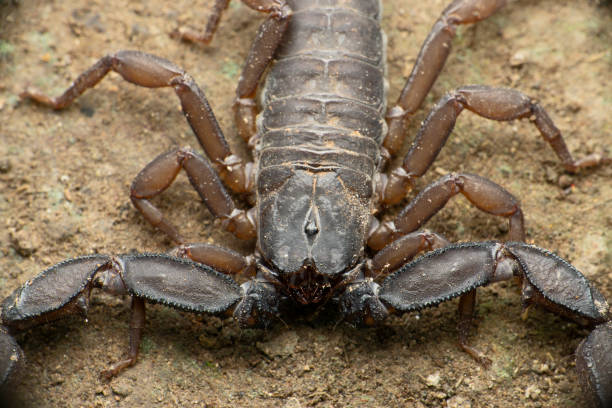 istock Recently described Phaltans scorpion, Neoscorpiops phaltanensis, Satara, Maharashtra, India 1349150667